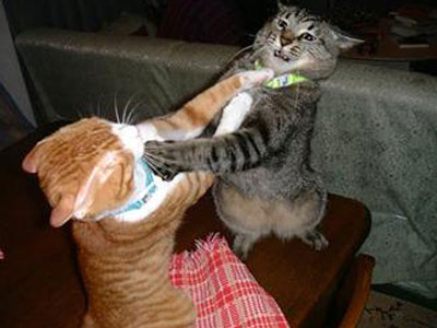 Cat Fight Cat Fight