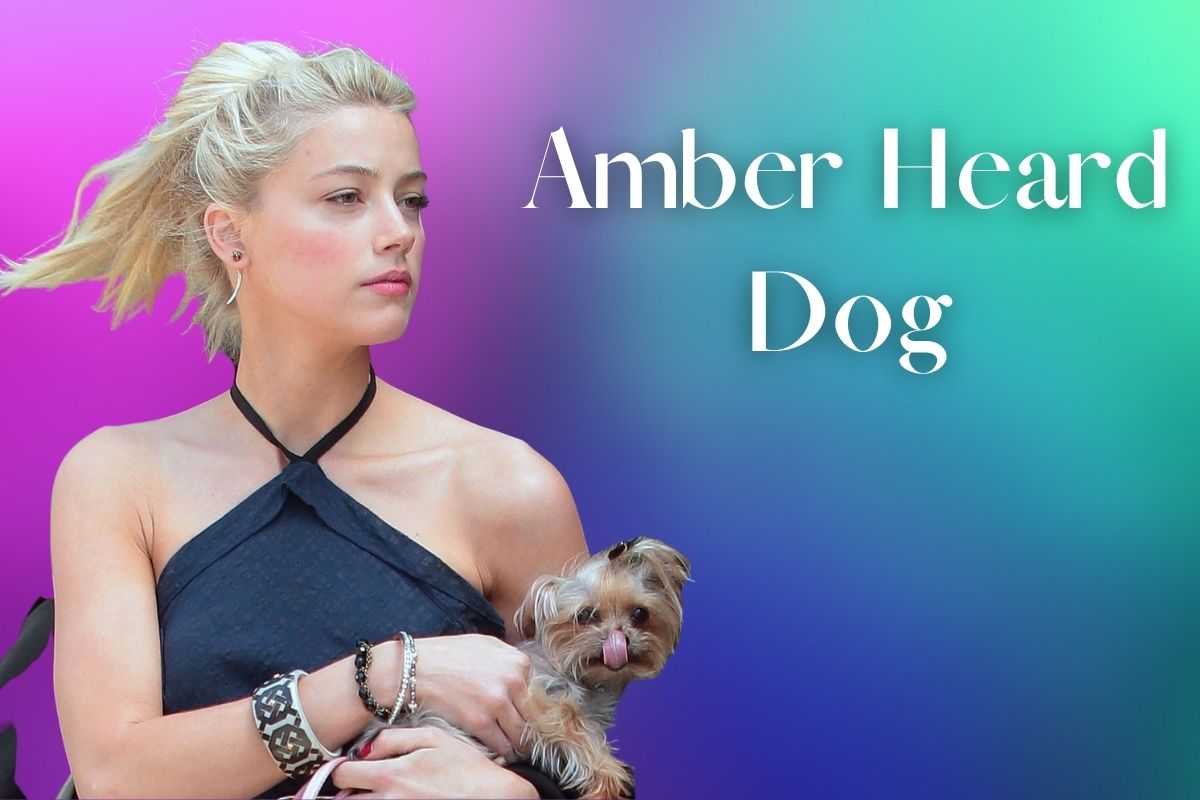 Amber-Heard-Dog.jpg