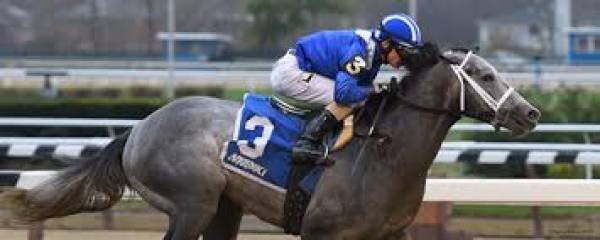 2016 Fountain of Youth Stakes Betting Odds 