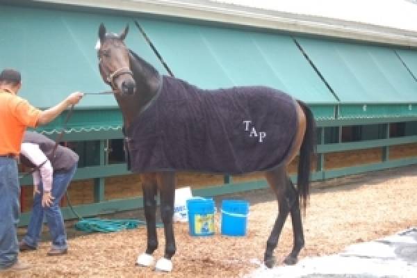 Aikenite Preakness Stakes Odds