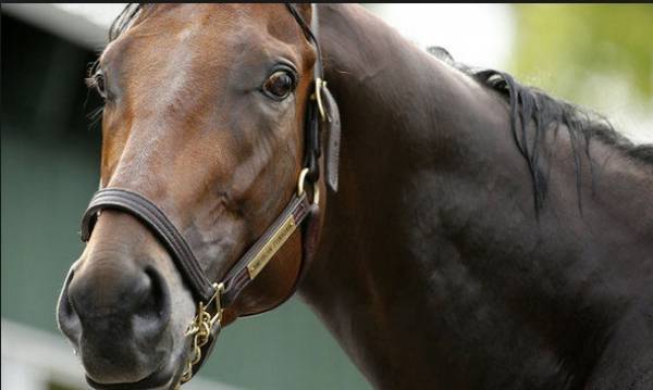 Can Any Horse Beat American Pharoah in the Belmont Stakes?