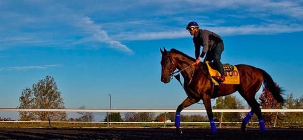 American Pharoah Updated Breeders Cup Odds With Beholder Out