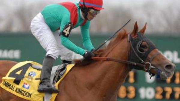 Animal Kingdom Kentucky Derby Odds 