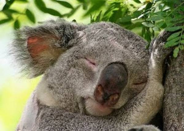Australia Gambling Australia Gambling