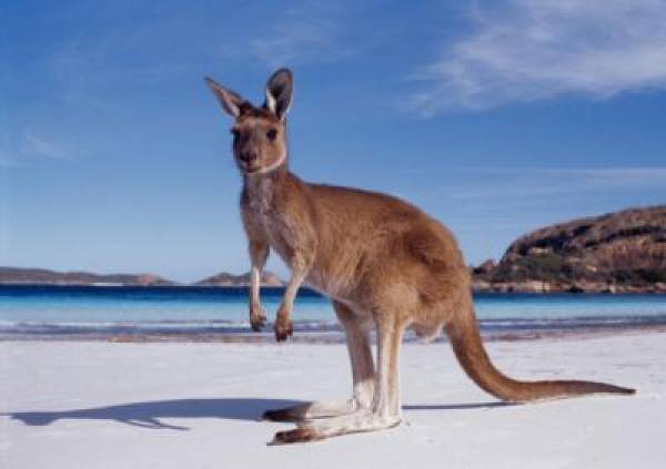 Australian Gambling Australian Gambling