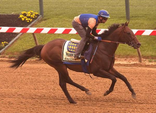 What Are the Odds of Bayern Winning the Preakness Stakes?