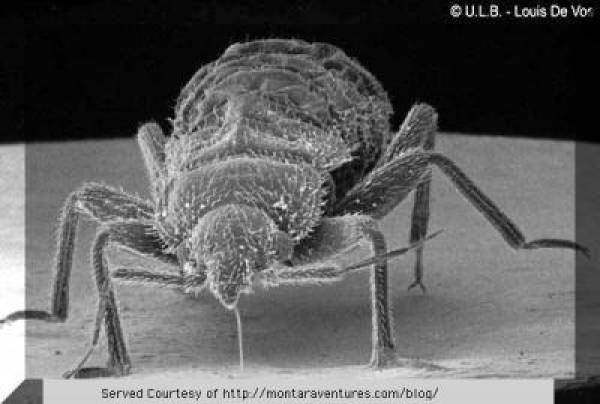 Las Vegas Hotels Bed Bugs