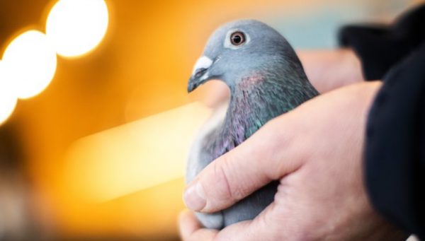 Belgian Racing Pigeon Fetches Record Price of $1.9 Million