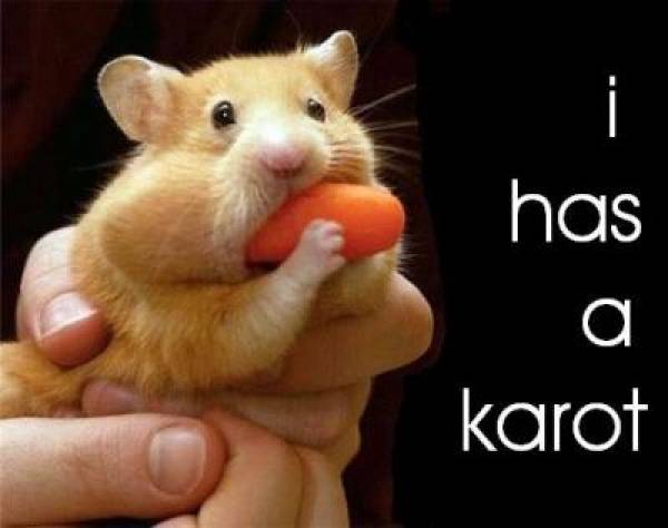 BetUS.com Hamster Holland BetUS.com Hamster Holland