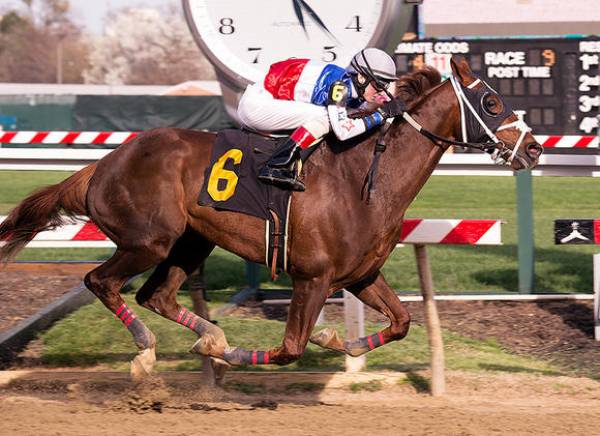 Odds of Bodhisattva Winning The 2015 Preakness Stakes at 45-1