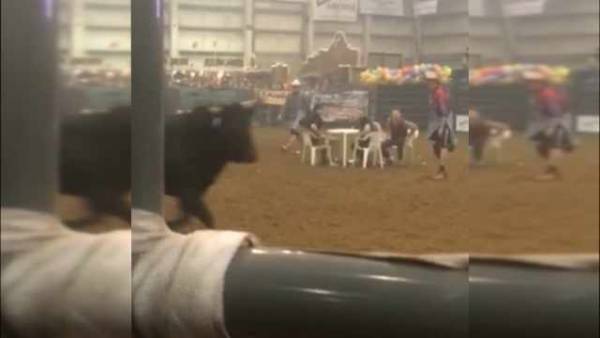 Oregon Man Nearly Trampled to Death by Bull During Poker Game