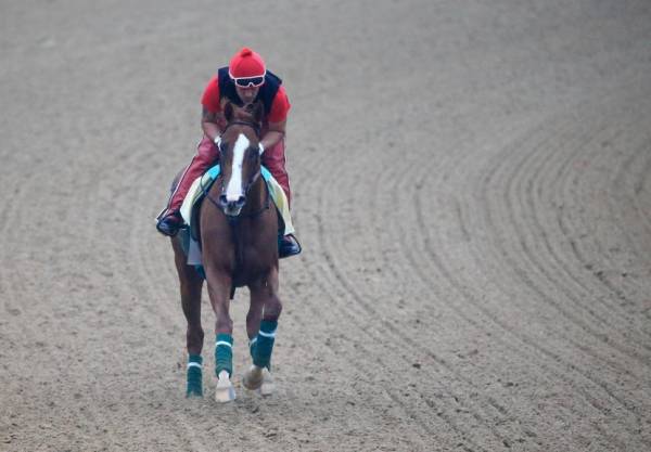 California Chrome May Not Run in Belmont Stakes: Latest Odds