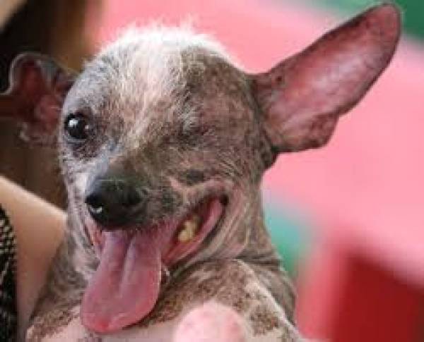 Calvin Ayre Dog Calvin Ayre Dog