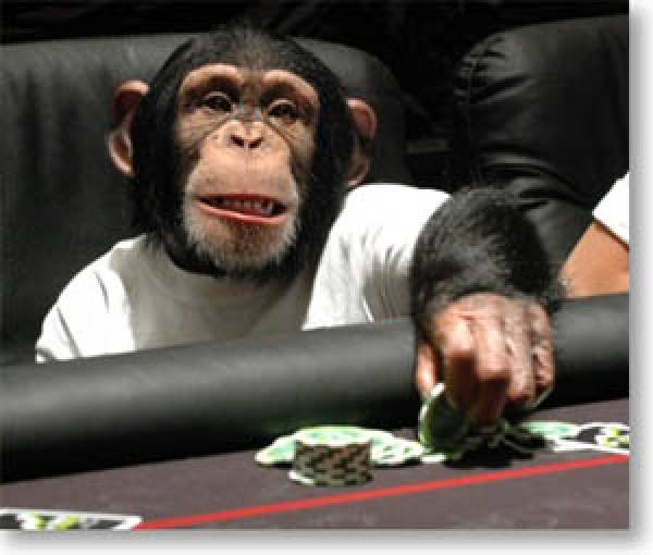 Chimp Playing Poker