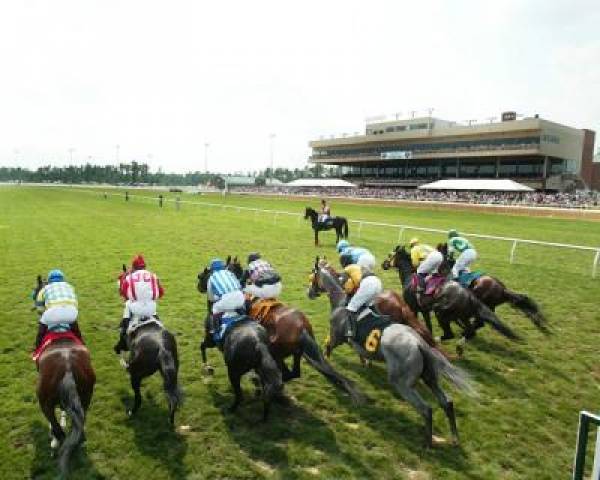 Colonial Turf Cup Betting Odds – 2013