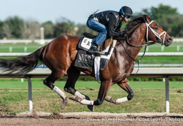 Which Horses Can Run the Distance at 2014 Belmont Stakes?  Commissioner Can