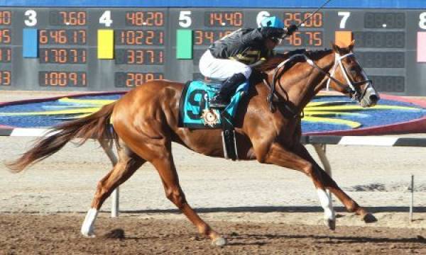 Conquest Mo Money Odds to Win Preakness Stakes  