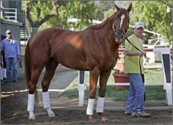 Betting Odds on the 2008 Breeders Cup Betting Odds on the 2008 Breeders Cup