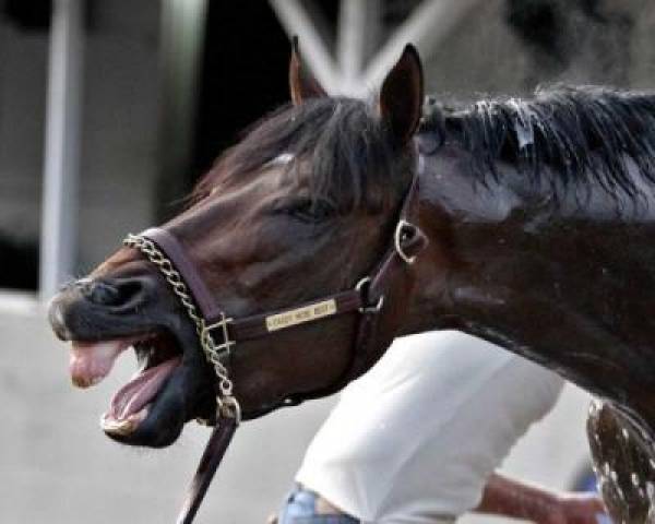 Daddy Nose Best Preakness Stakes Odds at 20 to 1 Daddy Nose Best Preakness Stakes Odds at 20 to 1