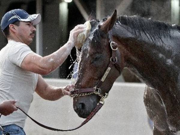 Daddy Nose Best 2012 Kentucky Derby Odds