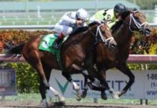 Preakness Stakes Picks Preakness Stakes Picks