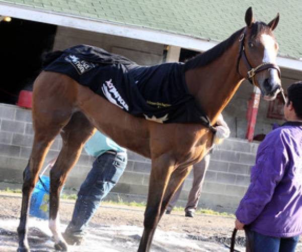 2010 Kentucky Derby Contenders