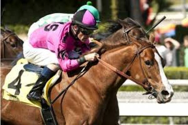 Firing Line Odds to Win the Preakness Stakes
