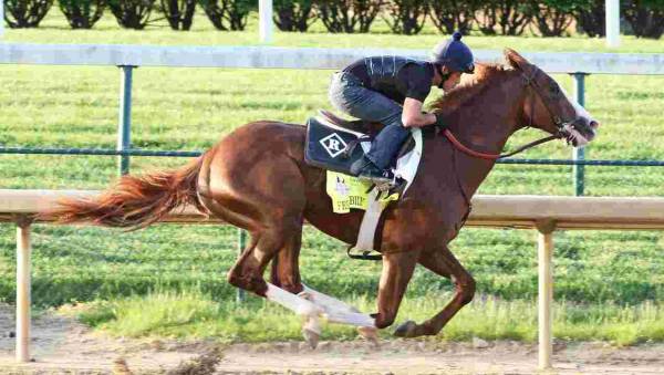 Free Drop Billy Odds to Win the 2018 Kentucky Derby at 46-1 - Overnight 