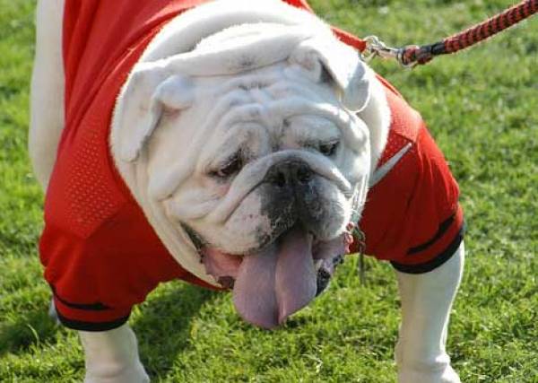 Georgia Florida Point Spread Opens at Bulldogs -2.5 Georgia Florida Point Spread Opens at Bulldogs -2.5