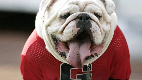Georgia Bulldogs 2014 Odds – Predictions Georgia Bulldogs 2014 Odds – Predictions