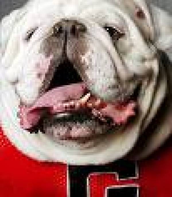 Georgia Bulldogs Georgia Bulldogs