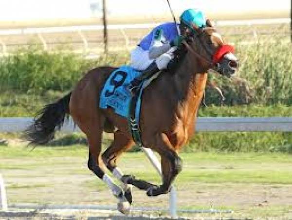 Goldencents Preakness Odds Goldencents Preakness Odds