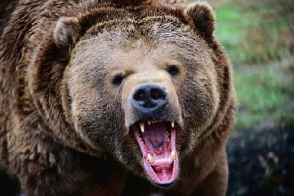 Grizzlies Gambling Grizzlies Gambling