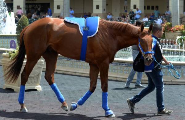 What Will the Payout Be if Gunnevera Wins 2017 Kentucky Derby  