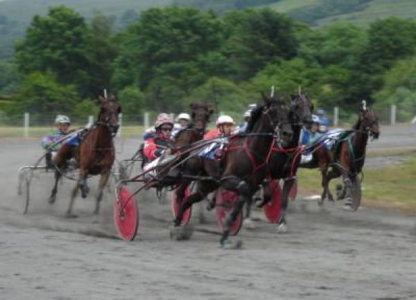 Harness Racing Betting