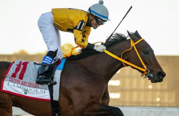 What Will the Payout Be on King Guillermo to Win the Kentucky Derby? 