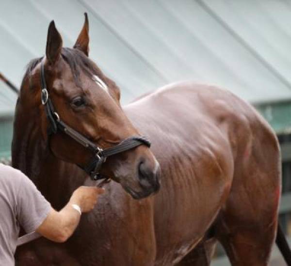 Lookin At Lucky Preakness Odds