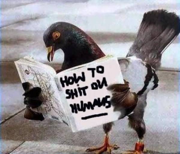 Mike Tyson Pigeon Show Mike Tyson Pigeon Show