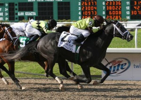 Mission Impazible Kentucky Derby Odds