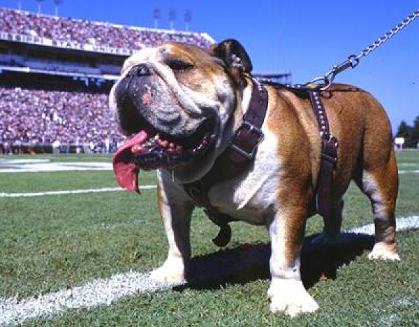 Gator Bowl Michigan vs. Mississippi State Spread