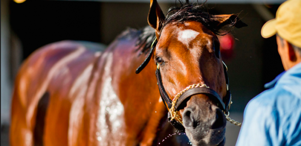 What Will the Payout Be if Patch Wins the 2017 Kentucky Derby?