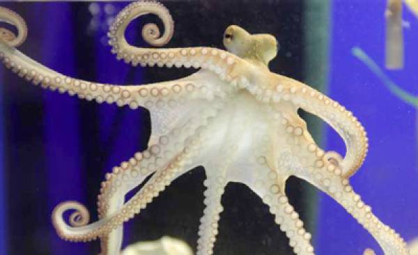 Paul The Octopus Successor Paul The Octopus Successor