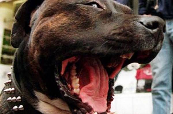 PItbull Poker Shuts Down Pitbull Poker Shuts Down