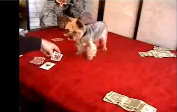 Poker Playing Dog Passes Away at Age 17 Poker Playing Dog Passes Away at Age 17