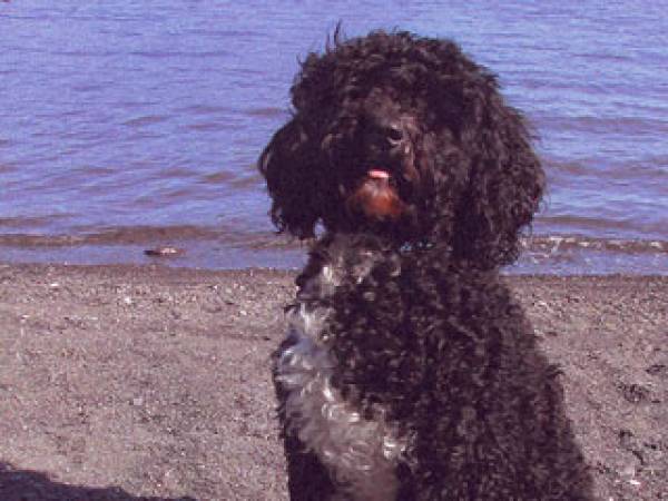 Portuguese Water Dog