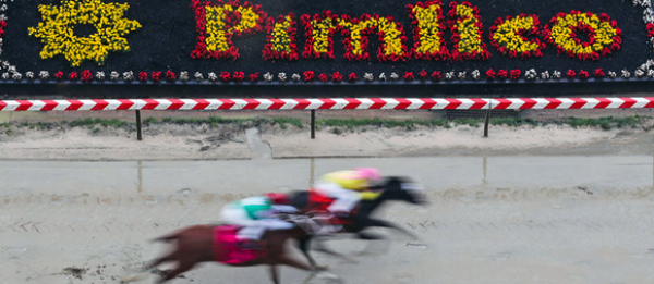 2019 Preakness Stakes Morning Odds