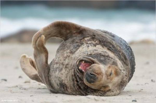 Seals With Clubs Attacked