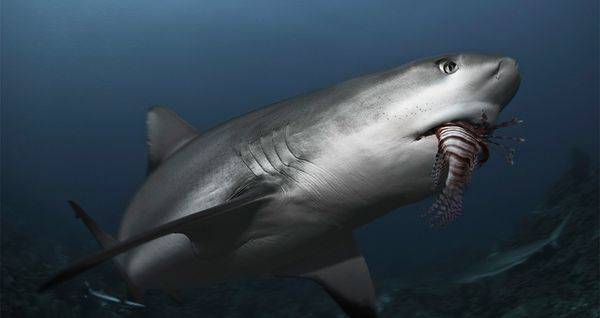 Fantasy Sports F***ed: Is FanDuel Providing Sharks a Tool to Devour Fish Fantasy Sports F***ed: Is FanDuel Providing Sharks a Tool to Devour Fish