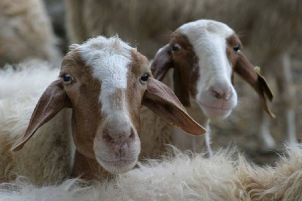 Baaaaaad Boys: Mafia Figures ‘Sheep’ Code Broken by Authorities 