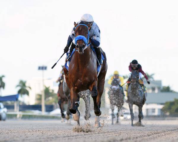 What Are the Payout Odds for Simplification to Win the Kentucky Derby? 